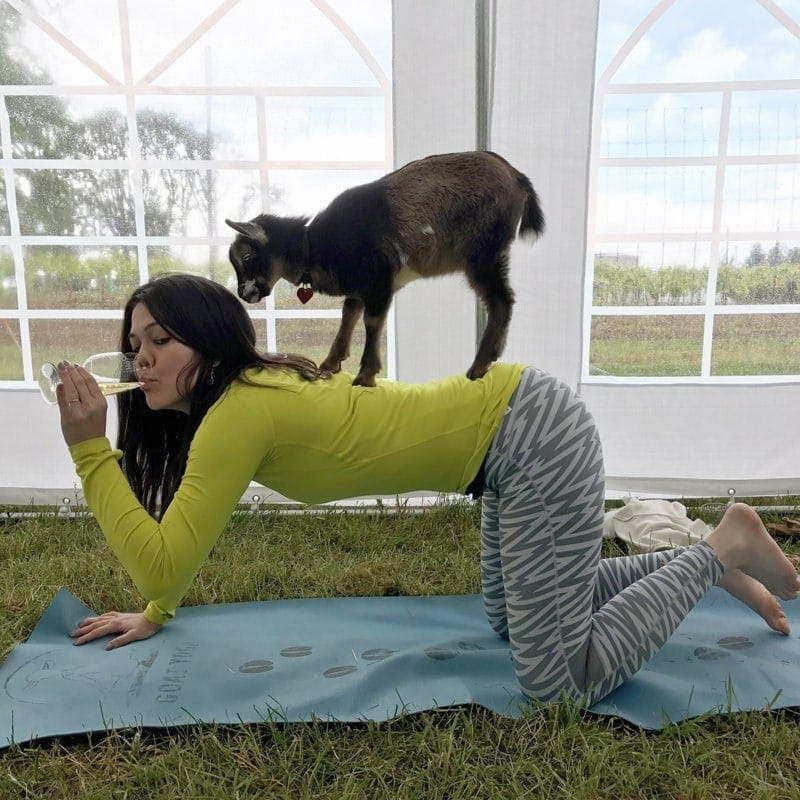 Den perfekte kombi? Gede yoga og vinsmagning må være det bedste af to verdenen, og det kan du opleve i Oregons Willamette Valley. (Foto: Travel Oregon/Sachiey Yorck)