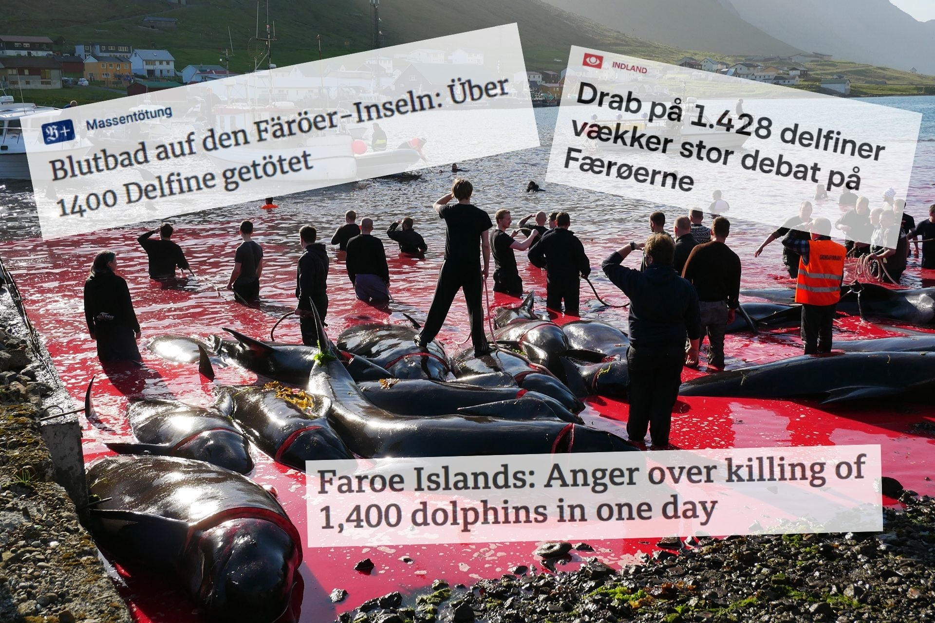 (Collage Lars Bo Axelholm/Foto: Sea Shepherd)