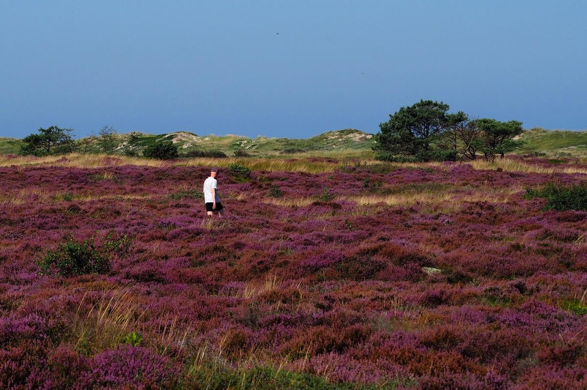 En enlig vandrer på Melby Overdrev. (Foto: Marianne Lund Ujvári/Nationalpark Kongernes Nordsjælland)
