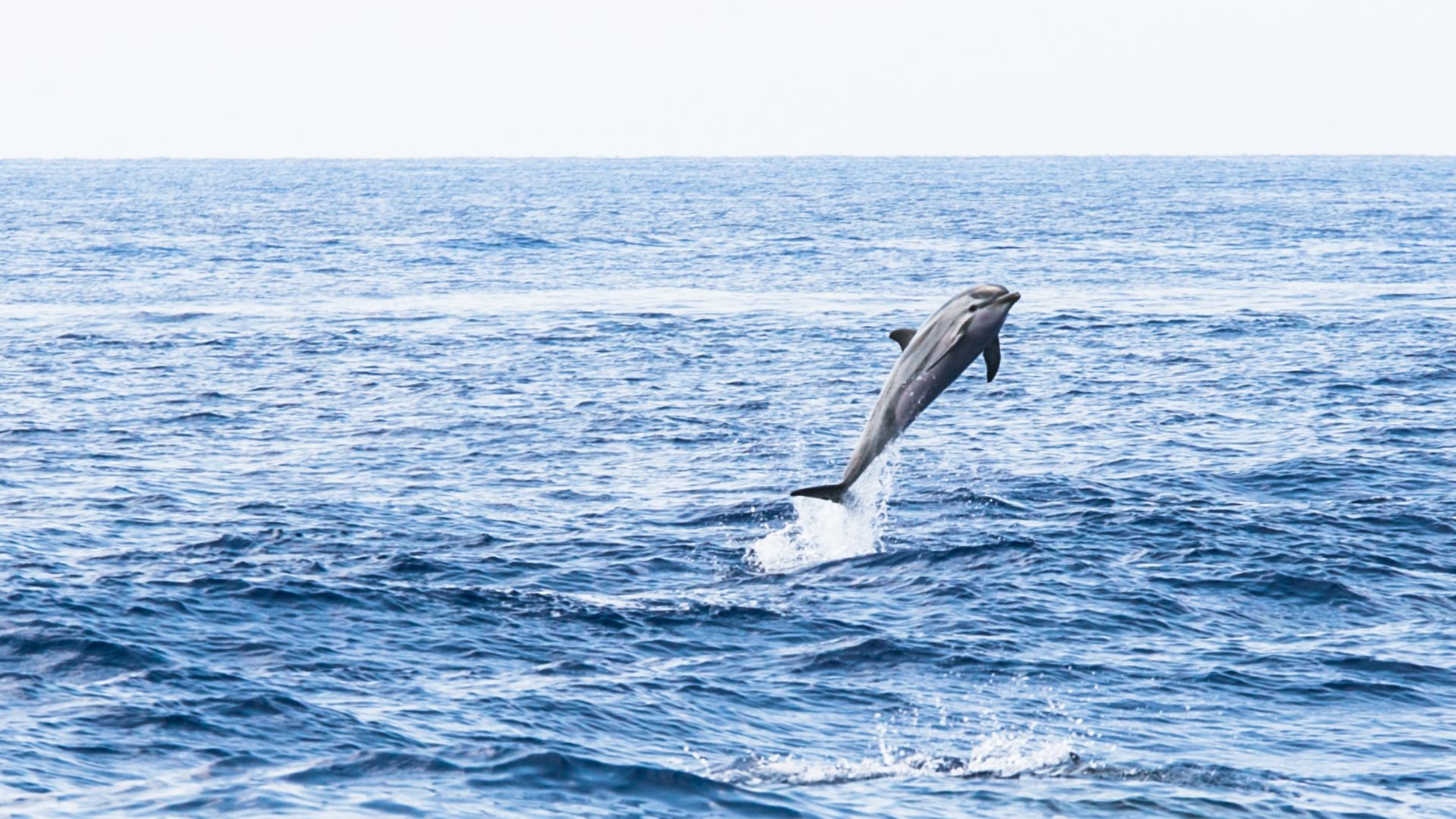 Miljøstyrelsen har udarbejdet en "code of conduct" for den kommercielle hvalturisme, som skal sikre, at turisterne kan opleve hvalerne i de danske farvande uden at forstyrre. (Arkivfoto)
