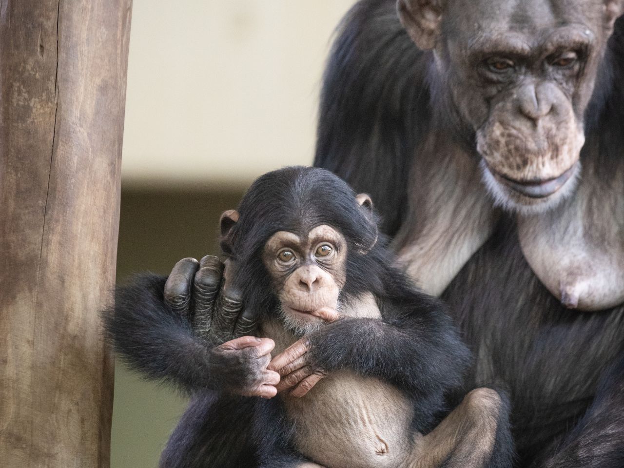 En milliondonation gør drømme til virkelighed i Zoologisk Have i København. Nyt chimpanseanlæg skal være klar til efteråret. (PR-foto: Zoologisk Have København)