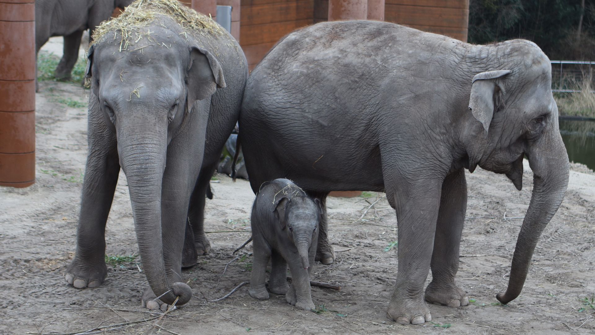 Elefanterne går rundt i deres anlæg, hvor de selv kan gå ind og ud. Zoologisk Have. (Foto: Zoologisk Have København)
